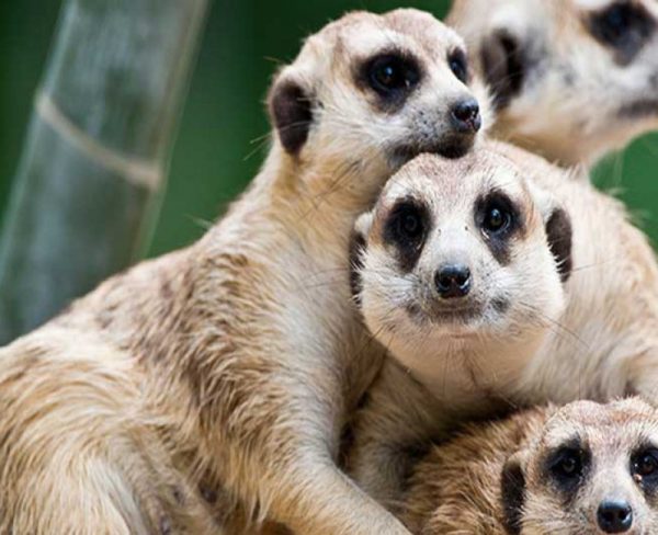 Promociones APFP: Descuentos TERRA NATURA MURCIA